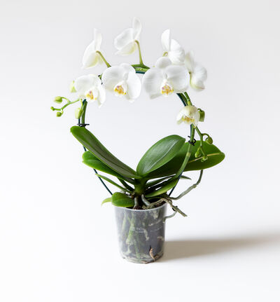 Hvit midi orkidé på bøyle